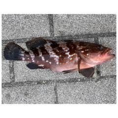 アコウの釣果