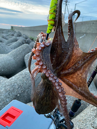 タコの釣果