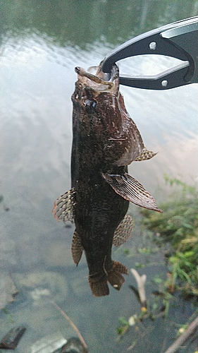 ドンコの釣果