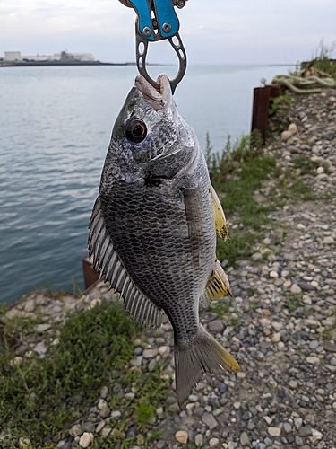 キチヌの釣果