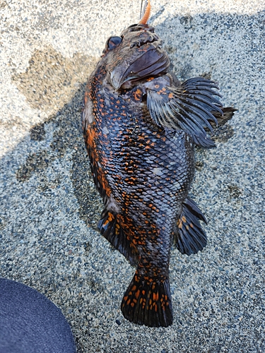 オウゴンムラソイの釣果