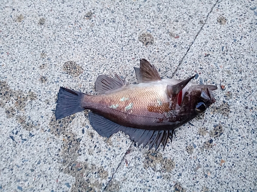 メバルの釣果