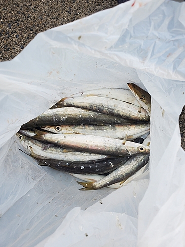 アカカマスの釣果