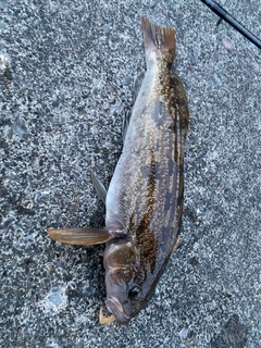 アブラコの釣果