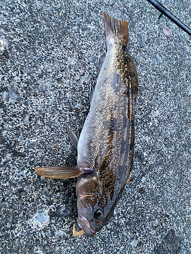 アブラコの釣果