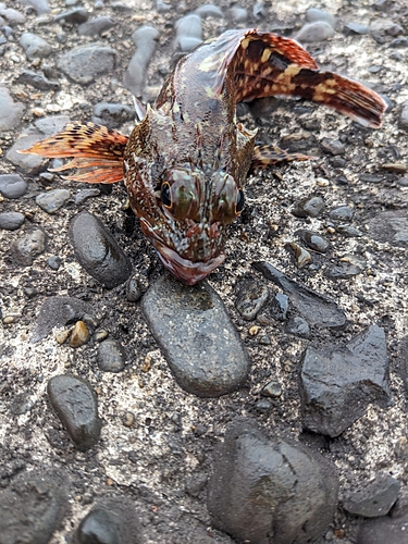 カサゴの釣果