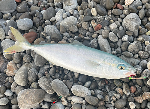 ワカナゴの釣果