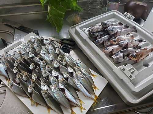 アジの釣果