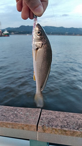 ニベの釣果