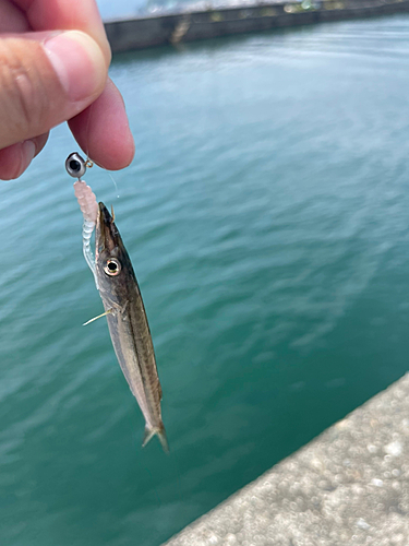 アカカマスの釣果