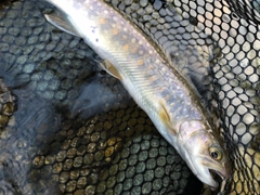 イワナの釣果