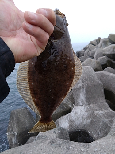 ヒラメの釣果