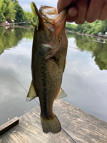 ラージマウスバスの釣果