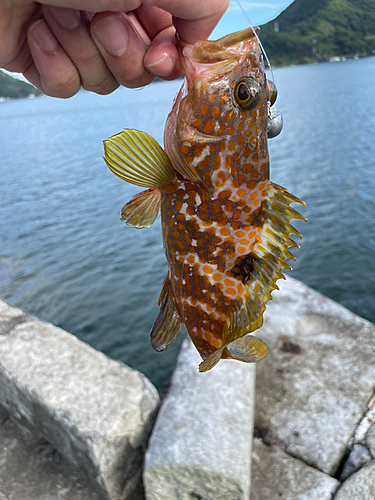 キジハタの釣果