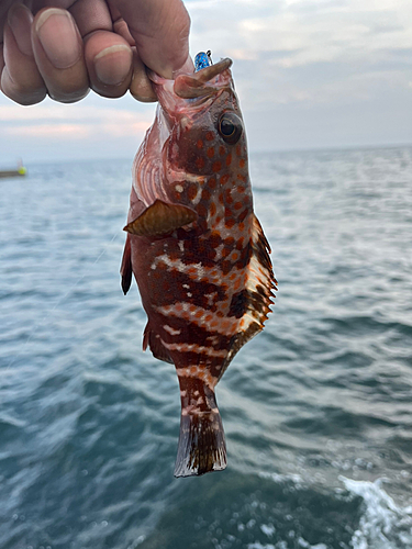 アコウの釣果