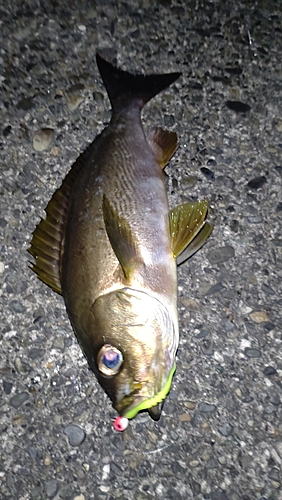 ゴマヒレキントキの釣果