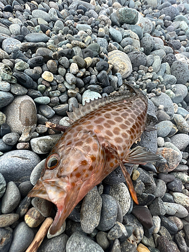 オオモンハタの釣果