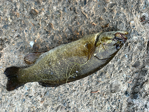 スモールマウスバスの釣果