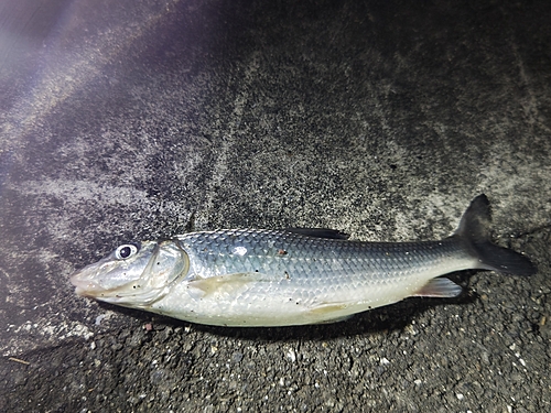 ニゴイの釣果