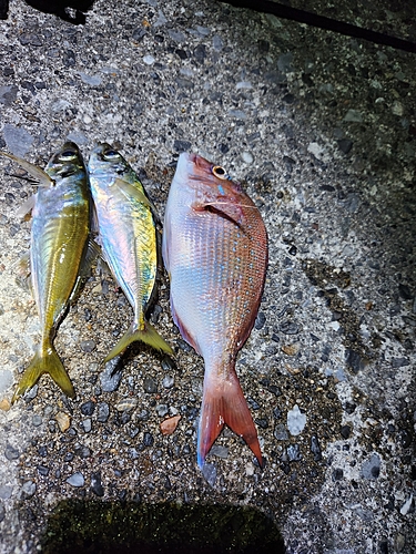 マダイの釣果