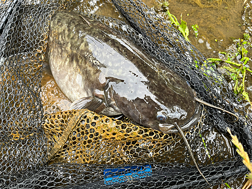 ナマズの釣果