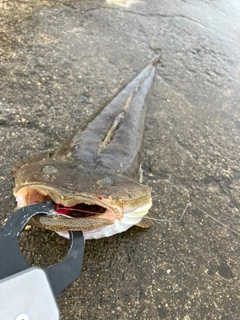 マゴチの釣果