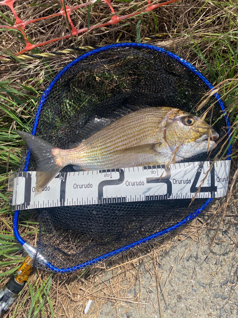 DAIWA 11BJ 85の最安値・インプレ・釣果 | 本音の口コミが集まる