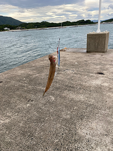 エソの釣果