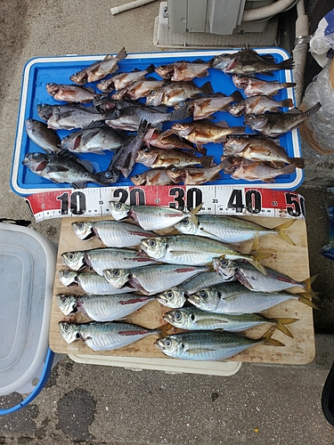 アジの釣果