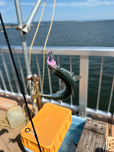 サバの釣果