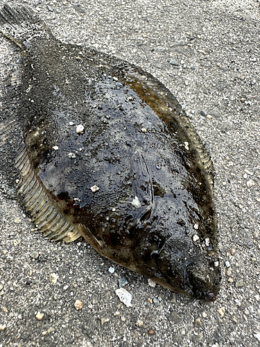 カレイの釣果