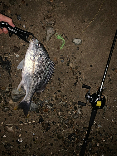 キビレの釣果