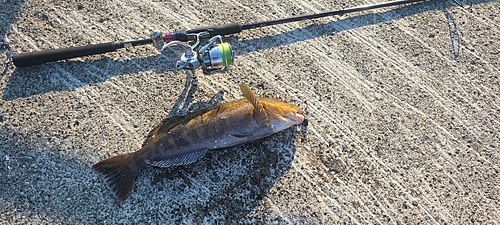 アブラコの釣果