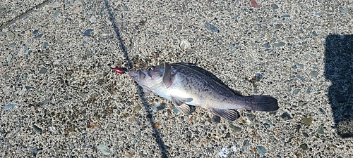 クロソイの釣果