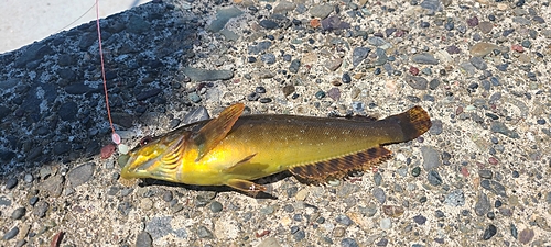 アブラコの釣果