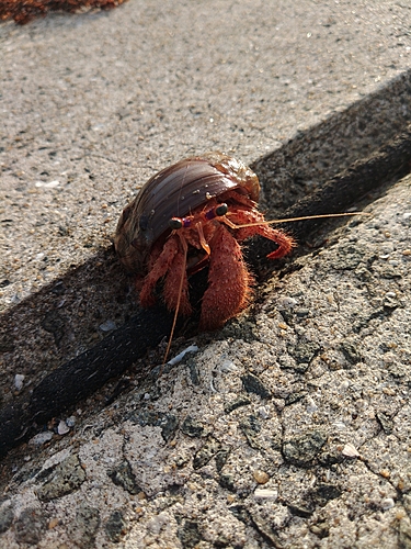 カニの釣果