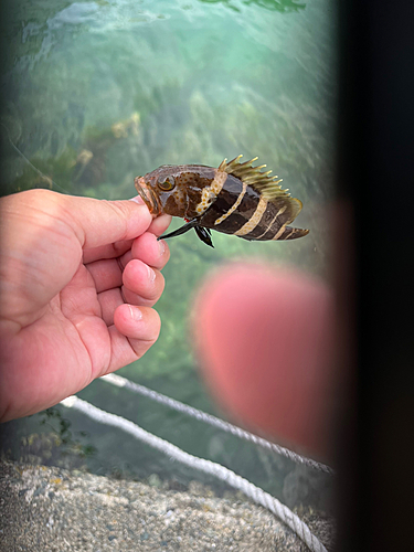 アオハタの釣果