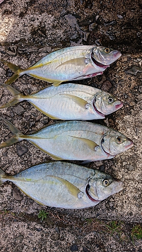 シマアジの釣果