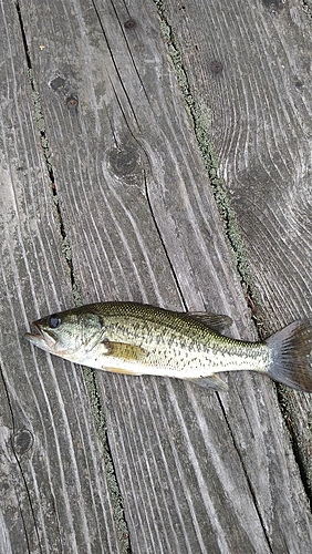 ラージマウスバスの釣果