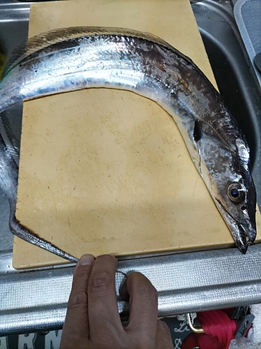 タチウオの釣果