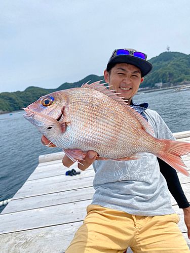 マダイの釣果