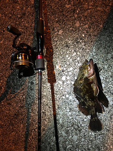 アラカブの釣果