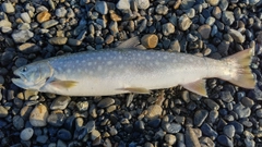 アメマスの釣果