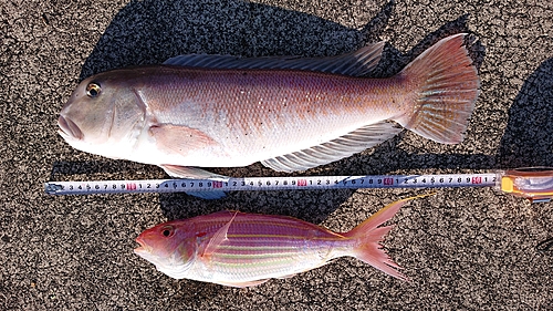 イトヨリダイの釣果