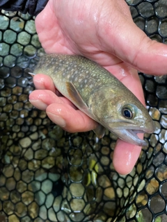 イワナの釣果