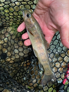 イワナの釣果