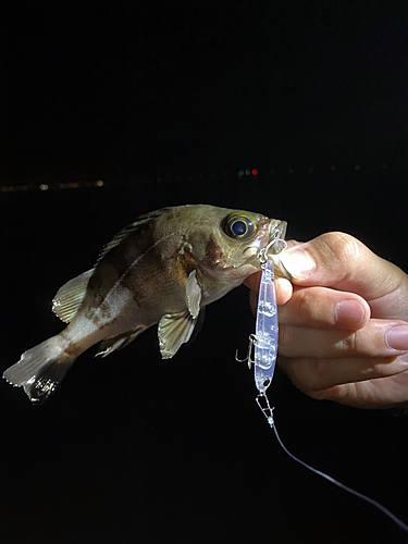 メバルの釣果