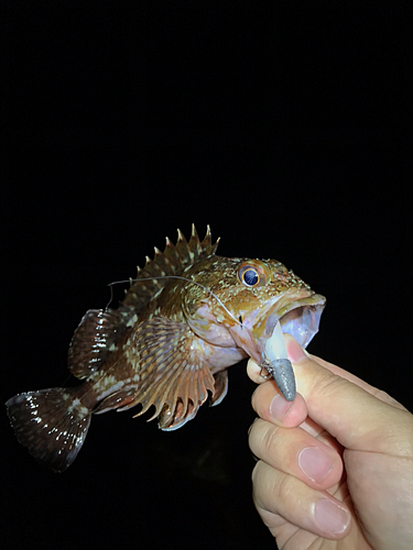 ガシラの釣果