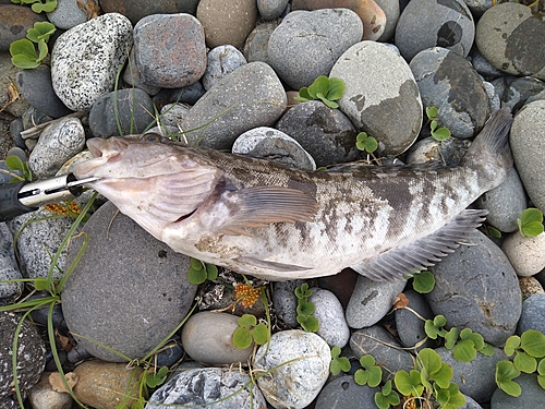 アイナメの釣果