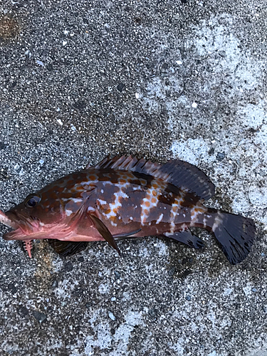 アコウの釣果